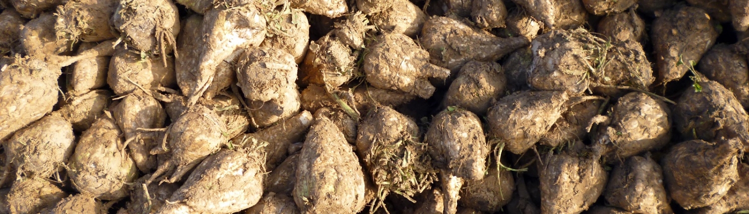 Barbabietorla Sugar beets